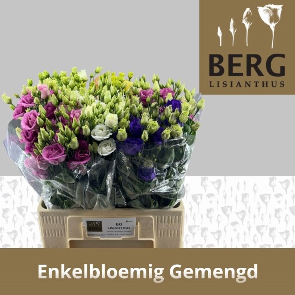 Срезанные цветы оптом Lisianthus mix in bucket от 60шт из Голландии с доставкой по России Срезанные цветы оптом Lisianthus mix in bucket от 60шт из Голландии с доставкой по России