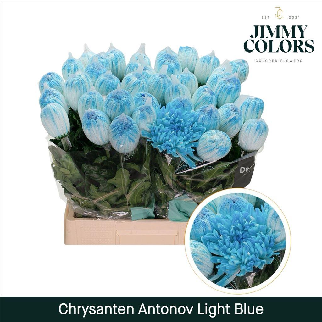 Срезанные цветы оптом Chrys bl paint antonov blue light от 40шт из Голландии с доставкой по России