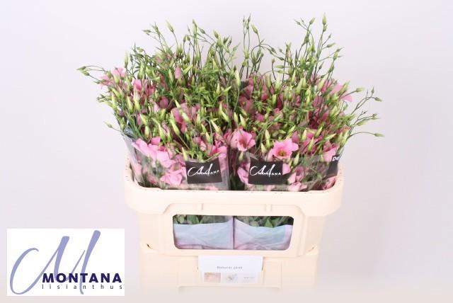 Срезанные цветы оптом Lisianthus si botanic pink от 60шт. из Голландии с доставкой по России