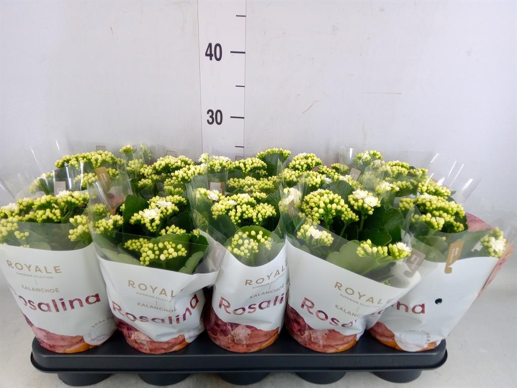 Горшечные цветы и растения оптом Kal Ros Don Dione White от 10шт из Голландии с доставкой по России