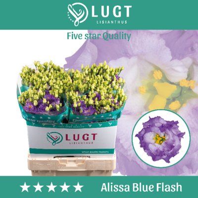 Срезанные цветы оптом Lisianthus do alissa blue flash от 50шт из Голландии с доставкой по России