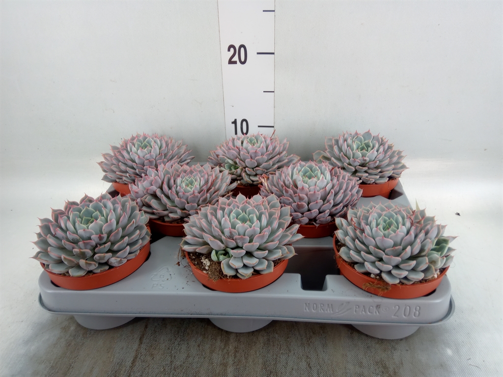 Горшечные цветы и растения оптом Echeveria Cuspidata от 8шт из Голландии с доставкой по России