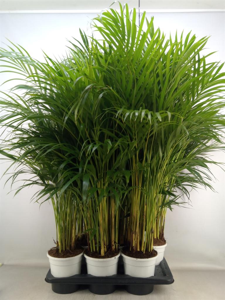 Горшечные цветы и растения оптом Dypsis Lutescens   ...chrysalidoca от 6шт из Голландии с доставкой по России