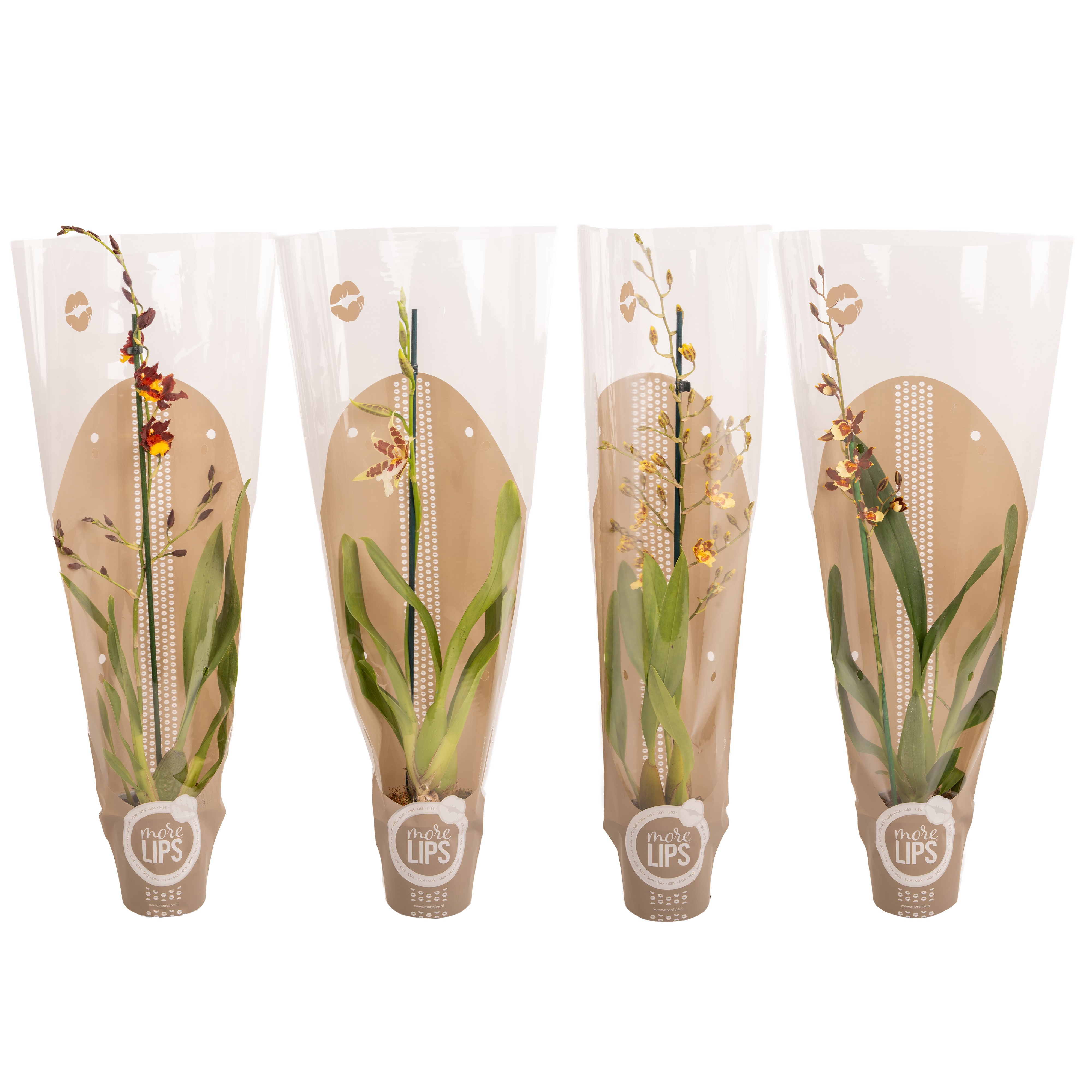Горшечные цветы и растения оптом Odontoglossum Mix 1st Taupe Sleeve (morelips) от 6шт из Голландии с доставкой по России