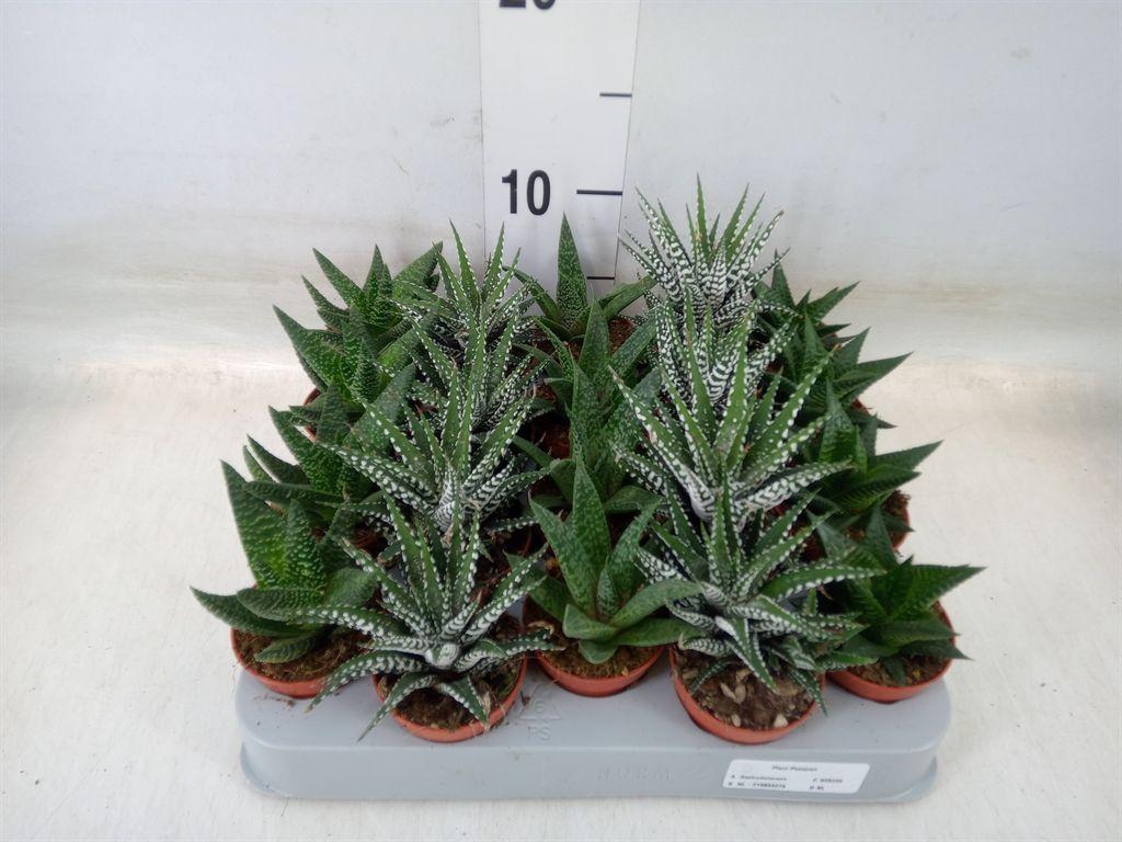 Горшечные цветы и растения оптом Aloe   ...mix от 20шт (для телеги) из Голландии с доставкой по России