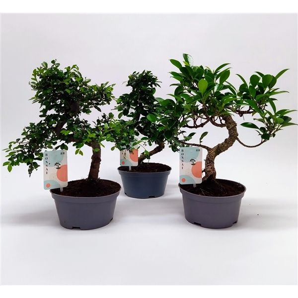 Горшечные цветы и растения оптом Bonsai Mix Teeltpot от 4шт из Голландии с доставкой по России