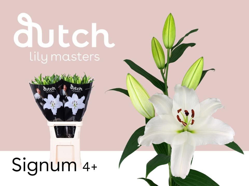 Срезанные цветы оптом Lilium or signum от 40шт из Голландии с доставкой по России