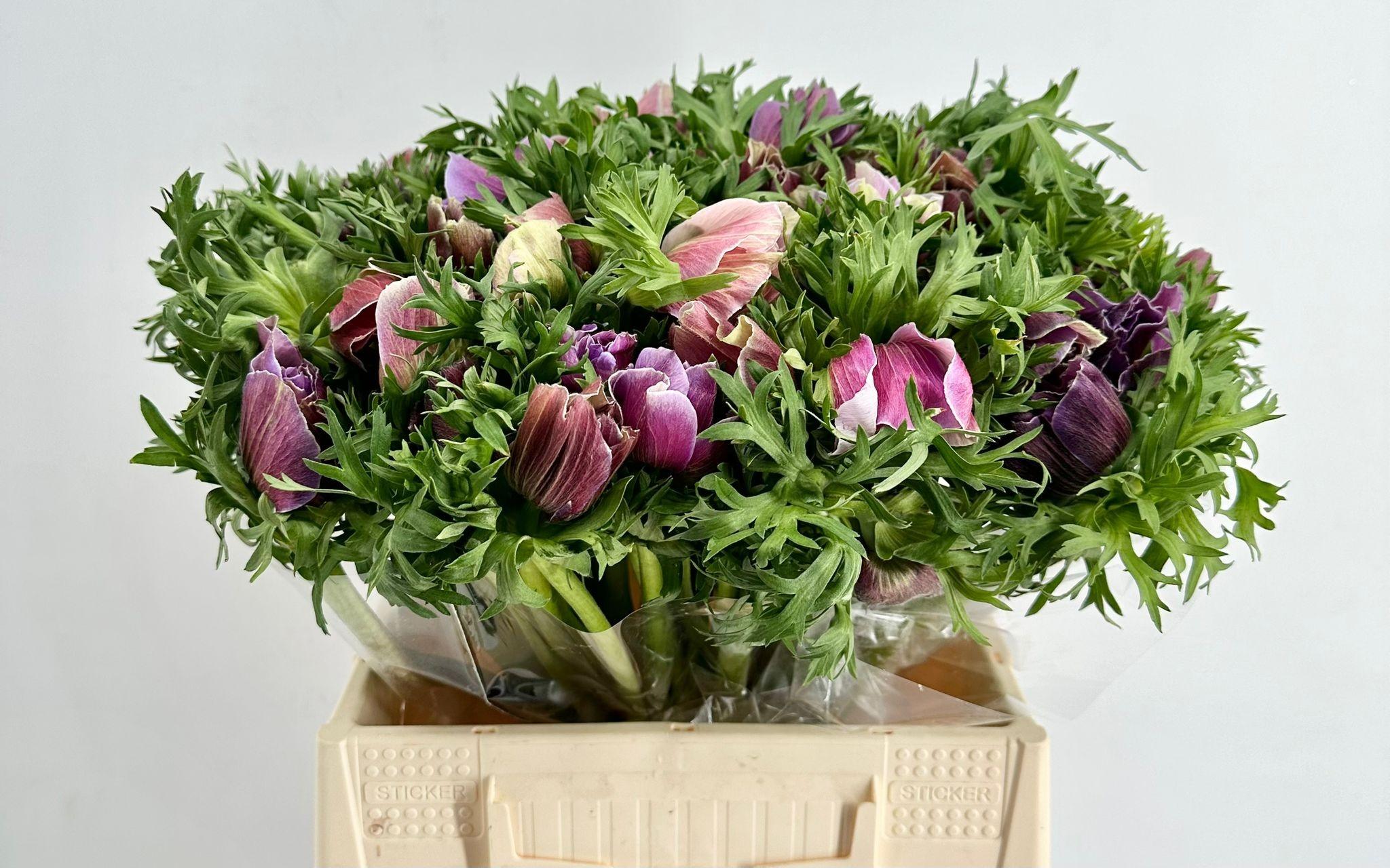 Срезанные цветы оптом Anemone mistral plus rarity от 50шт из Голландии с доставкой по России