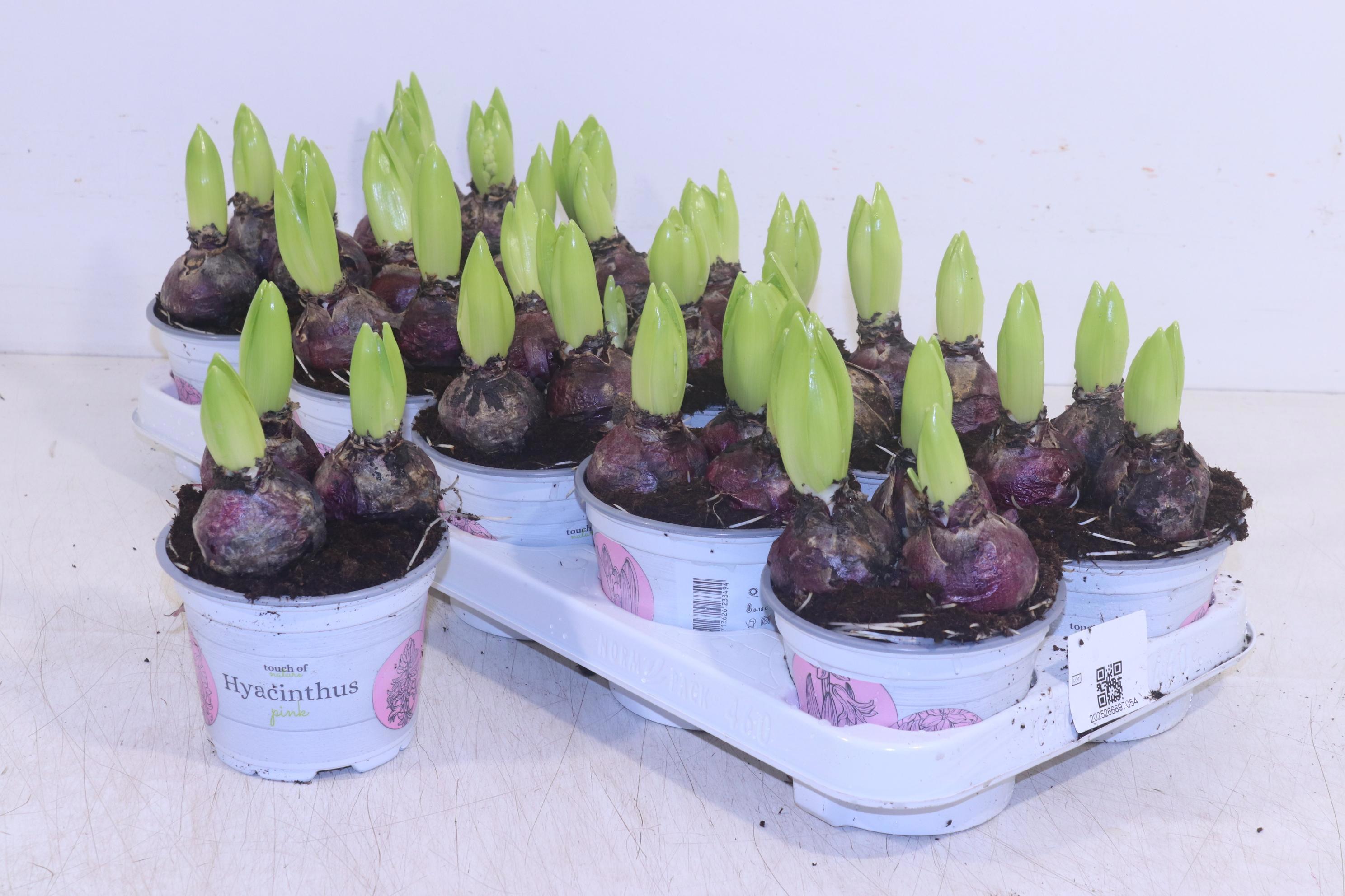 Горшечные цветы и растения оптом Hyacin Pink Pearl от 10шт из Голландии с доставкой по России