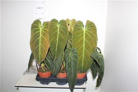 Горшечные цветы и растения оптом Phil Melanochrysum от 6шт из Голландии с доставкой по России