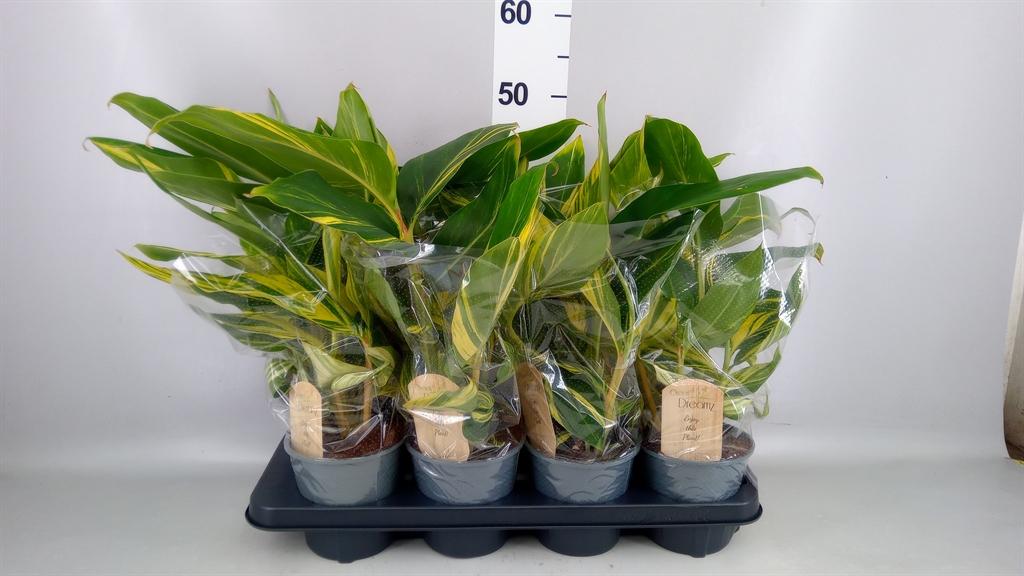 Горшечные цветы и растения оптом Alpinia Zerumbet variegata от 8шт из Голландии с доставкой по России