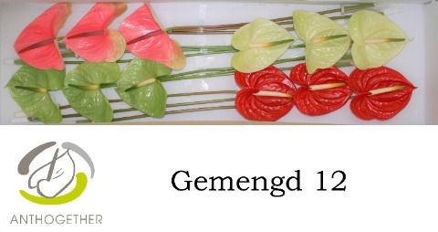 Срезанные цветы оптом Anthurium 4 colour mix in box от 12шт из Голландии с доставкой по России