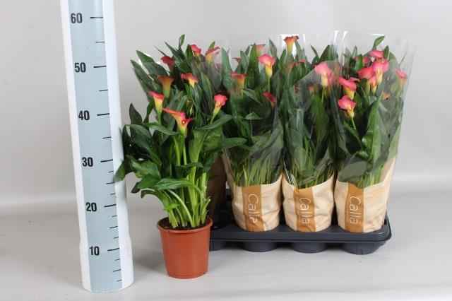 Горшечные цветы и растения оптом Zant Ov от 8шт из Голландии с доставкой по России