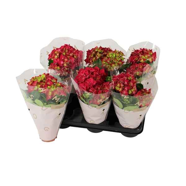 Горшечные цветы и растения оптом Hydrangea Ma Hot Red 2+ от 8шт из Голландии с доставкой по России