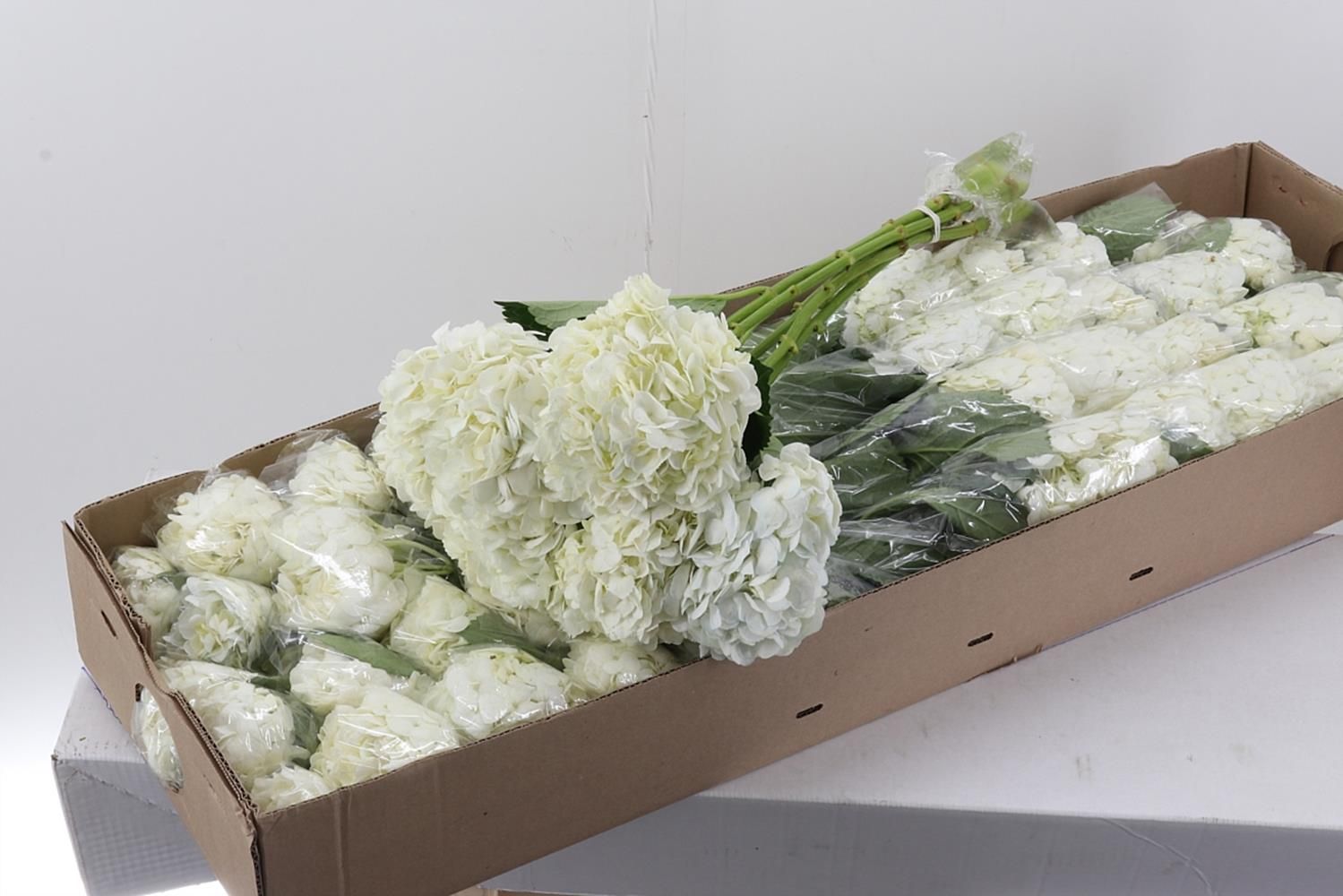 Срезанные цветы оптом Hydrangea box white от 30шт из Голландии с доставкой по России