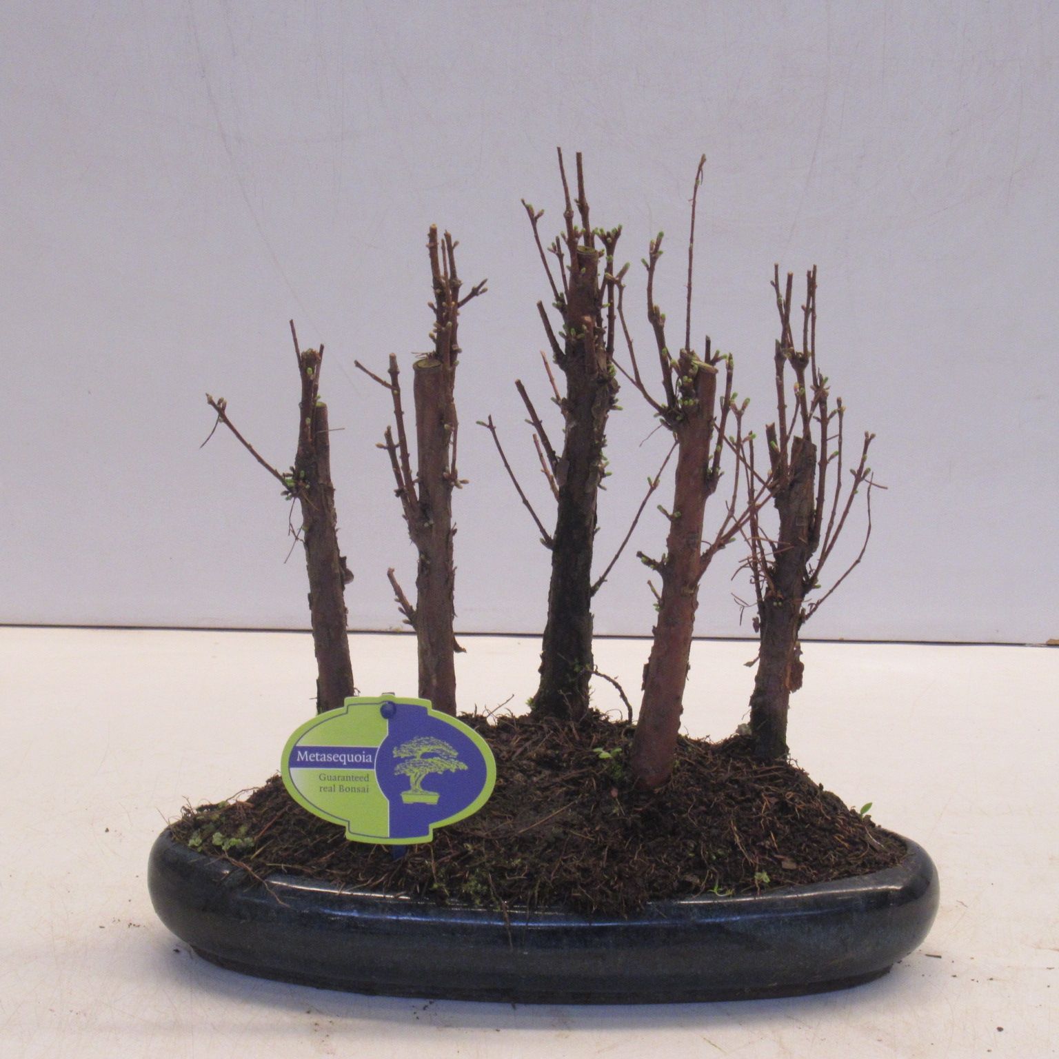 Горшечные цветы и растения оптом Bonsai Metasequoia Glyptostroboides от 3шт из Голландии с доставкой по России