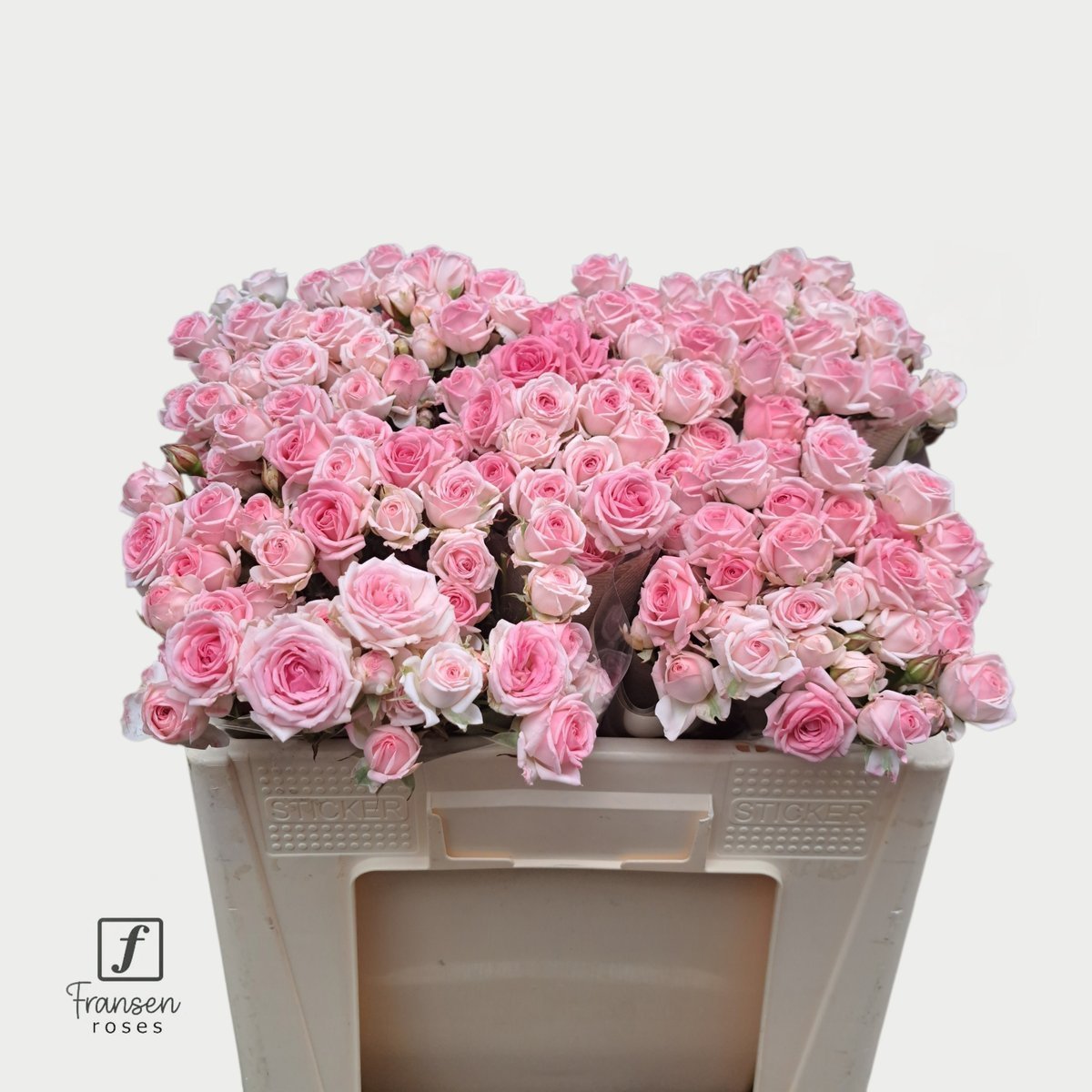 Срезанные цветы оптом Rosa spray kate-lynn от 50шт из Голландии с доставкой по России