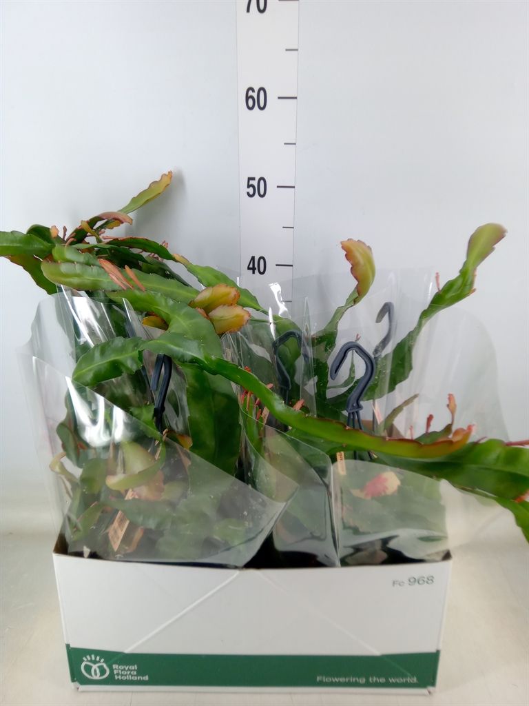 Горшечные цветы и растения оптом Epiphyllum   ... от 5шт из Голландии с доставкой по России