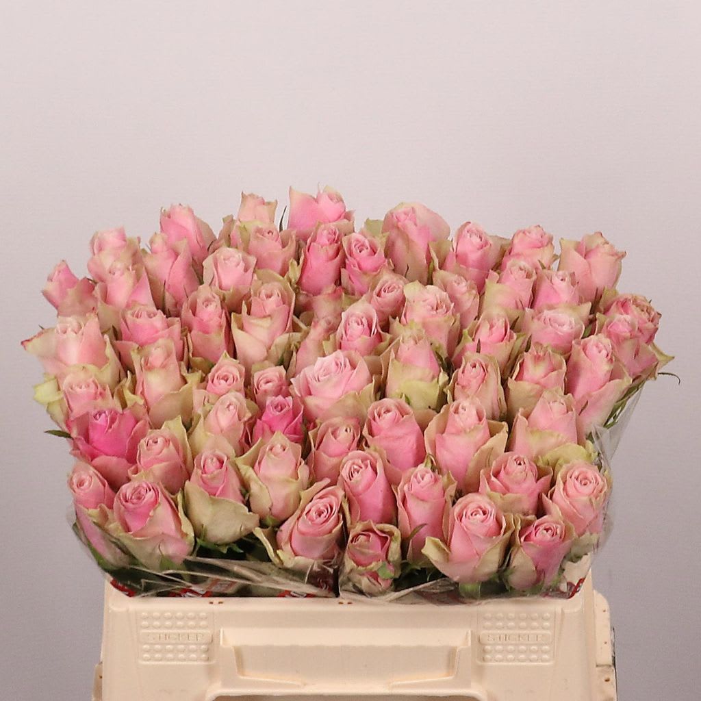 Срезанные цветы оптом Rosa large pink athena от 60шт из Голландии с доставкой по России