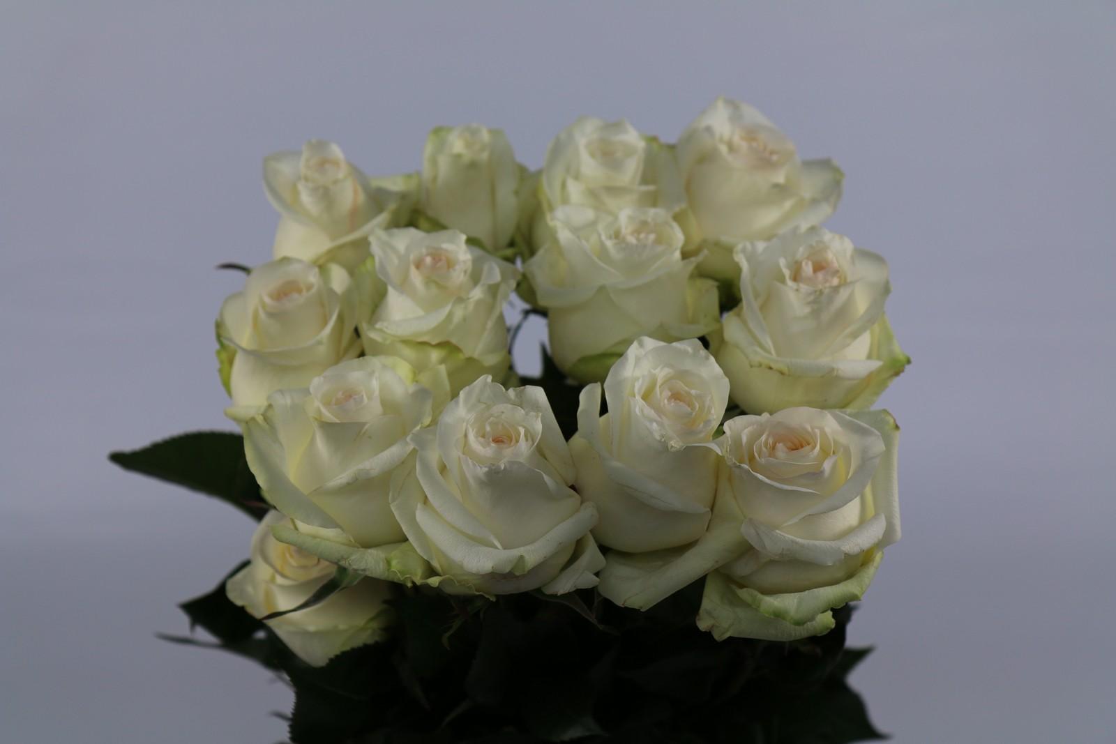 Срезанные цветы оптом Rosa ec candlelight от 100шт из Голландии с доставкой по России