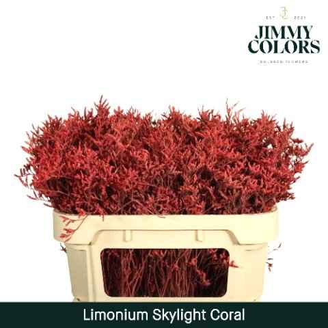 Срезанные цветы оптом Limonium skylight paint coral от 75шт из Голландии с доставкой по России