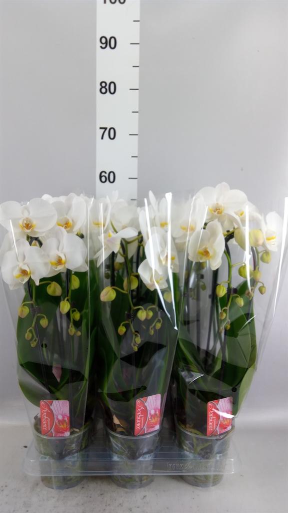 Горшечные цветы и растения оптом Phalaenopsis Multi. ...white AA от 8шт (для телеги) из Голландии с доставкой по России