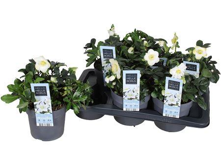 Горшечные цветы и растения оптом Hell Ni Chr Carol 15 Bloemen+ от 6шт из Голландии с доставкой по России