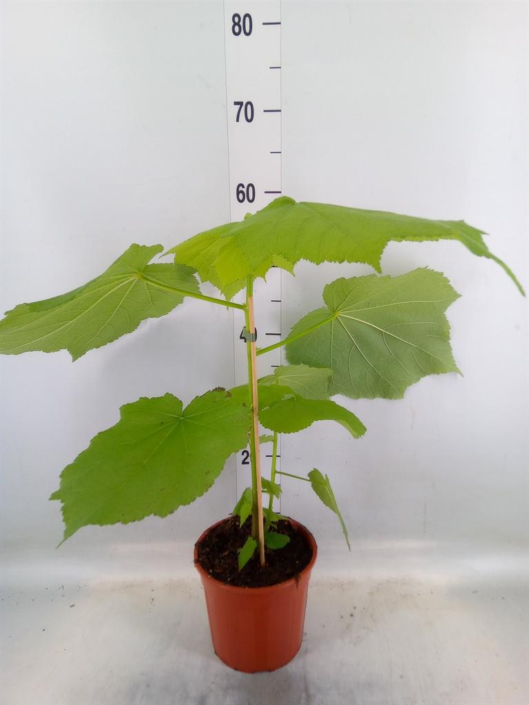 Горшечные цветы и растения оптом Sparrmannia Africana от 1шт из Голландии с доставкой по России
