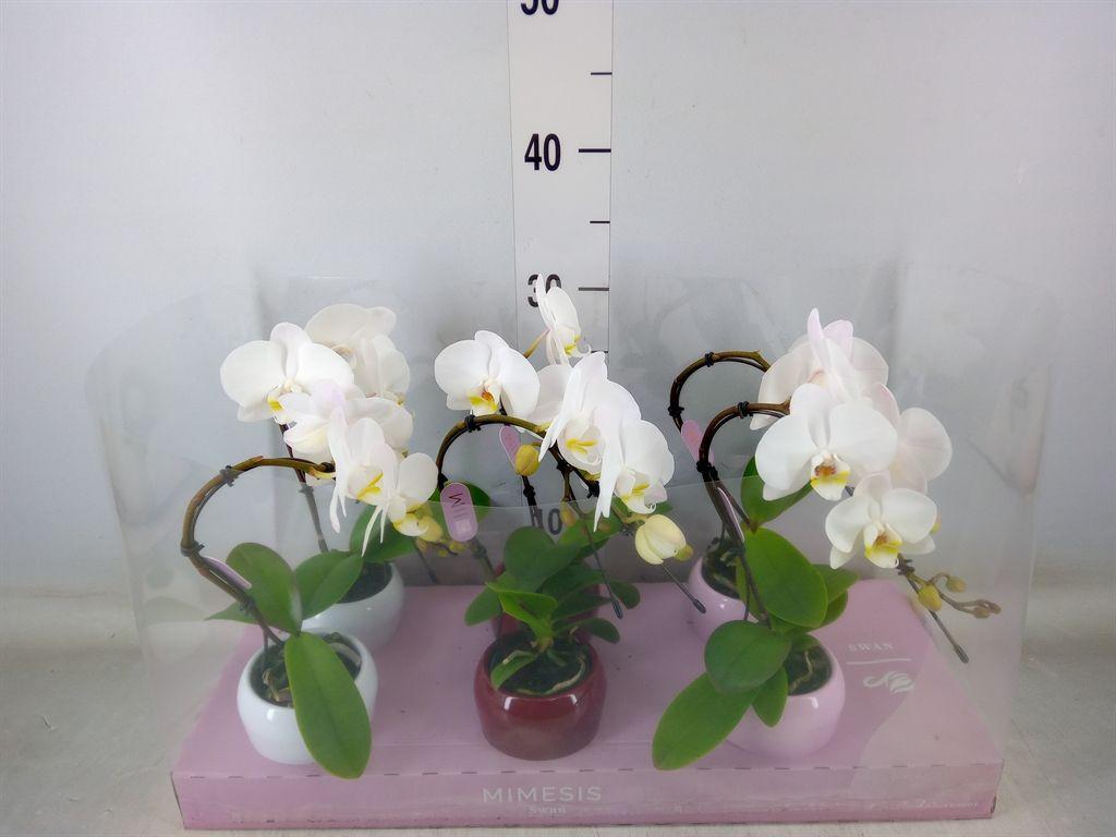 Горшечные цветы и растения оптом Phalaenopsis   ...white от 6шт (для телеги) из Голландии с доставкой по России