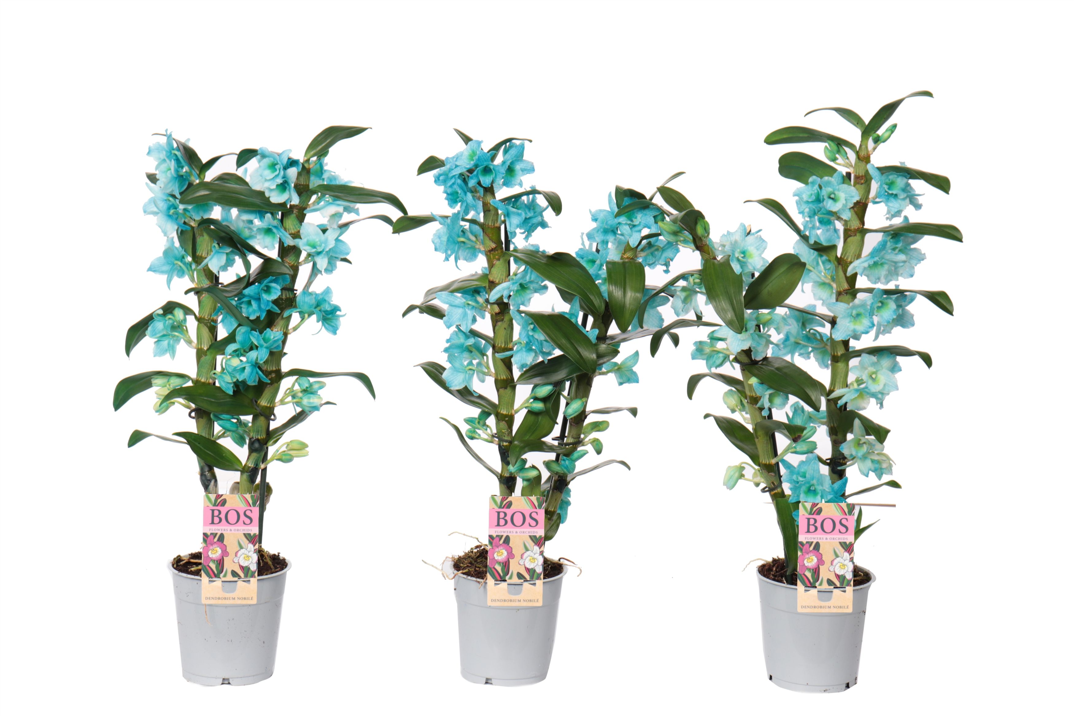 Горшечные цветы и растения оптом Dendr Nob 2st Painted Ocean Blue (inject) от 6шт из Голландии с доставкой по России