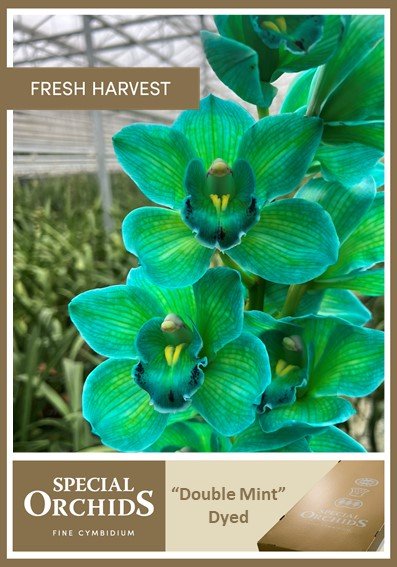 Срезанные цветы оптом Cymbidium paint double mint от 2шт из Голландии с доставкой по России
