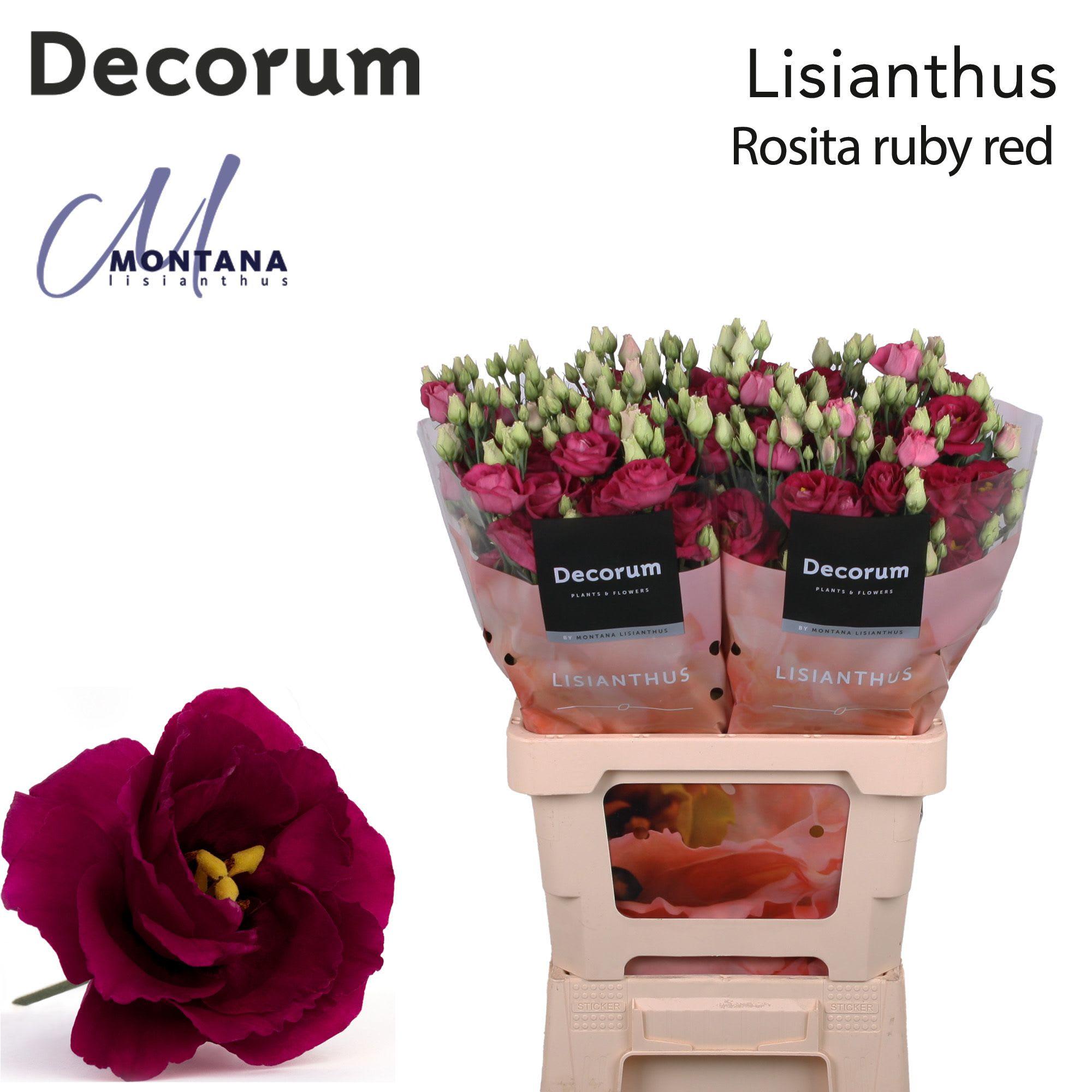 Срезанные цветы оптом Lisianthus do rosita red от 20шт из Голландии с доставкой по России