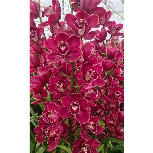 Срезанные цветы оптом Cymbidium red blazing fury от 8шт. из Голландии с доставкой по России