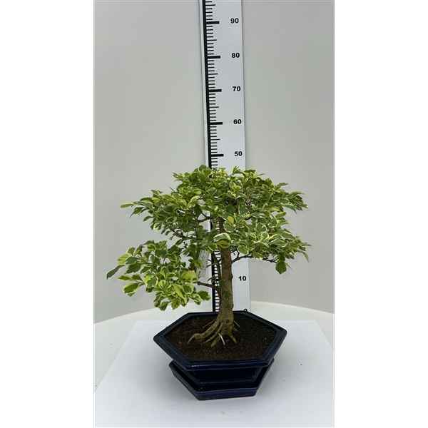 Горшечные цветы и растения оптом Bonsai Duranta Variagata, Pot 25cm, Height 50cm. W от 1шт из Голландии с доставкой по России