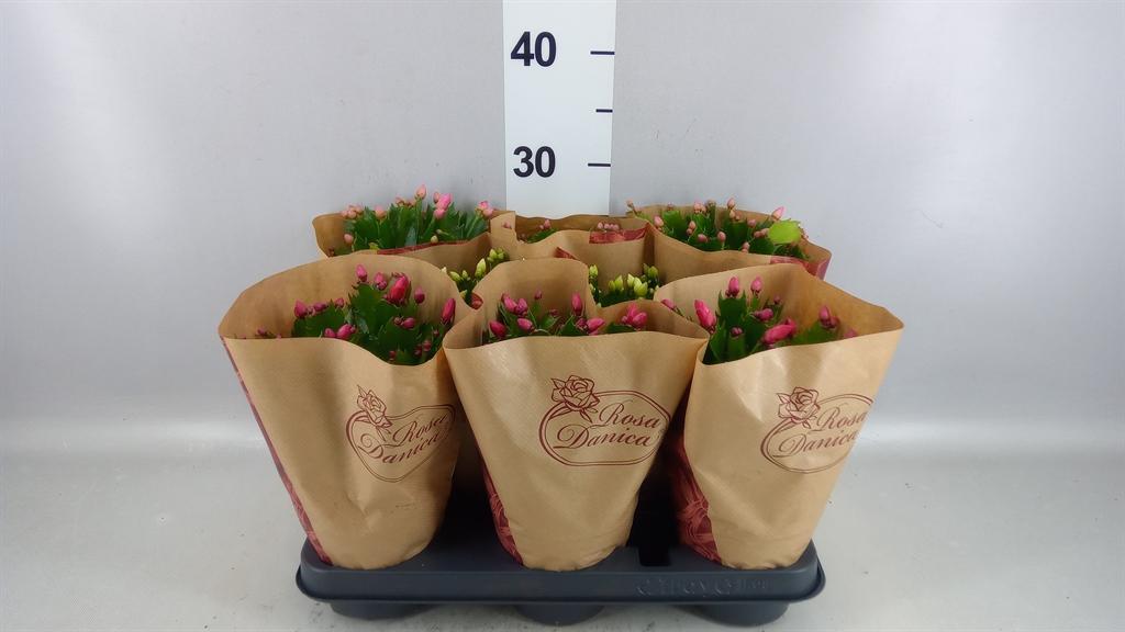 Горшечные цветы и растения оптом Schlumbergera ... от 8шт из Голландии с доставкой по России