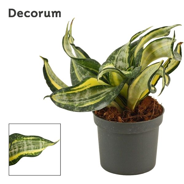 Горшечные цветы и растения оптом Sansevieria Hahnii Spiral Star (decorum) от 12шт из Голландии с доставкой по России