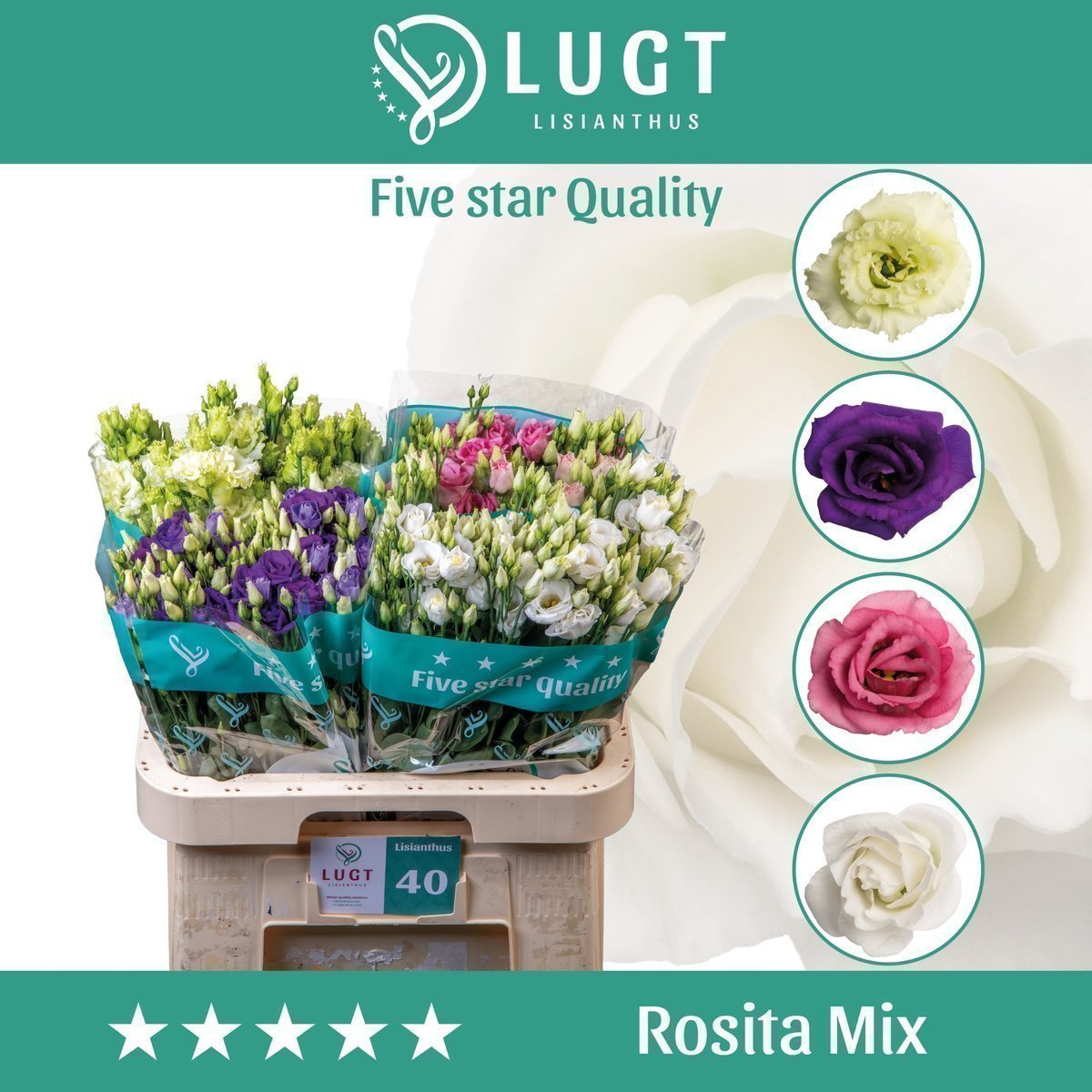 Срезанные цветы оптом Lisianthus do mix in bucket от 40шт. из Голландии с доставкой по России