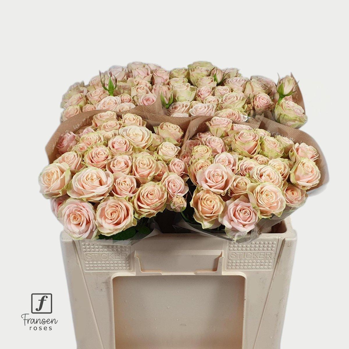 Срезанные цветы оптом Rosa spray whitney от 50шт из Голландии с доставкой по России