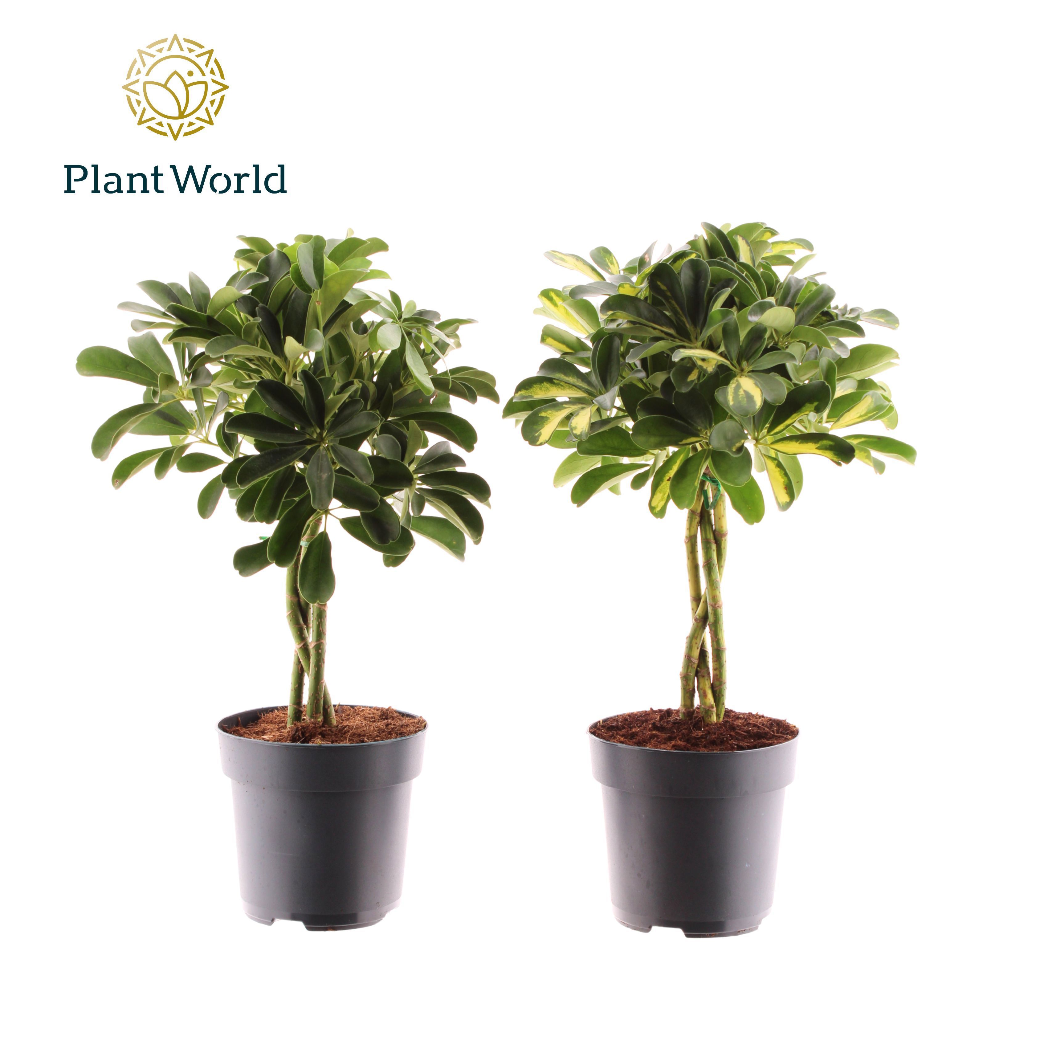 Горшечные цветы и растения оптом Schefflera Twisted Mix (gold Capella & Compacta) от 6шт из Голландии с доставкой по России