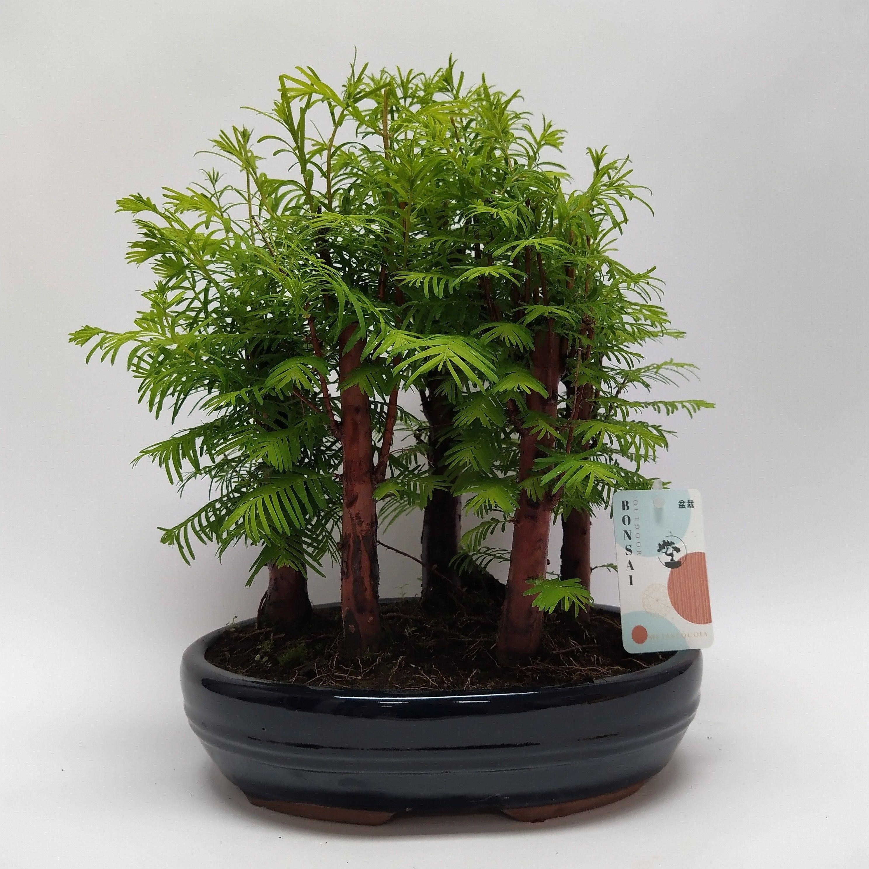 Горшечные цветы и растения оптом Bonsai Metasequoia Forest Oval от 2шт из Голландии с доставкой по России