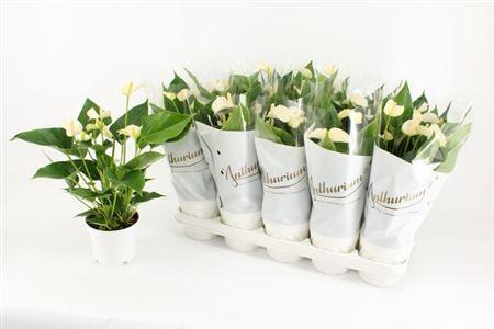 Горшечные цветы и растения оптом Anthu An White Champ 5+ от 10шт из Голландии с доставкой по России