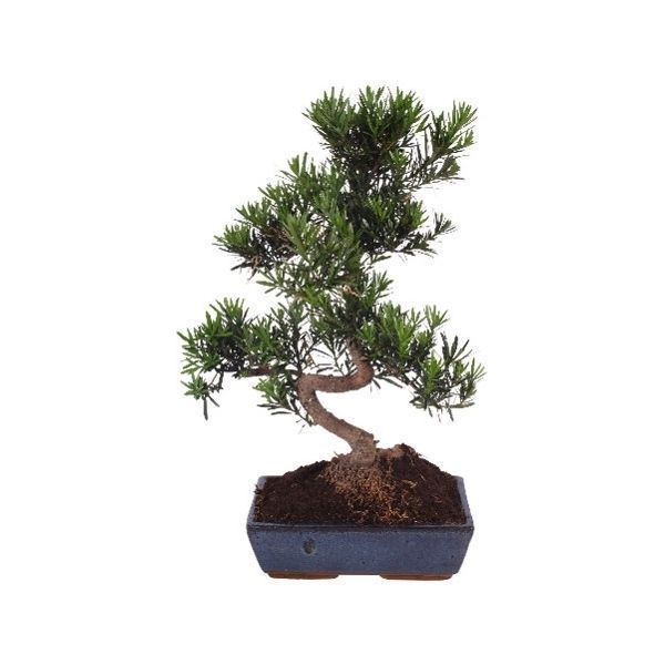 Горшечные цветы и растения оптом Bonsai Mix In In Ceramic от 2шт из Голландии с доставкой по России