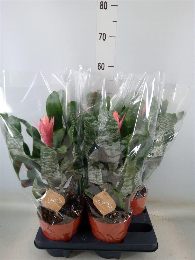 Горшечные цветы и растения оптом Aechmea   ... от 4шт из Голландии с доставкой по России