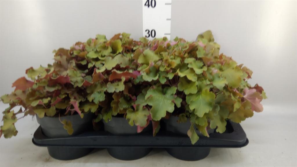 Горшечные цветы и растения оптом Heuchera Americana от 6шт из Голландии с доставкой по России