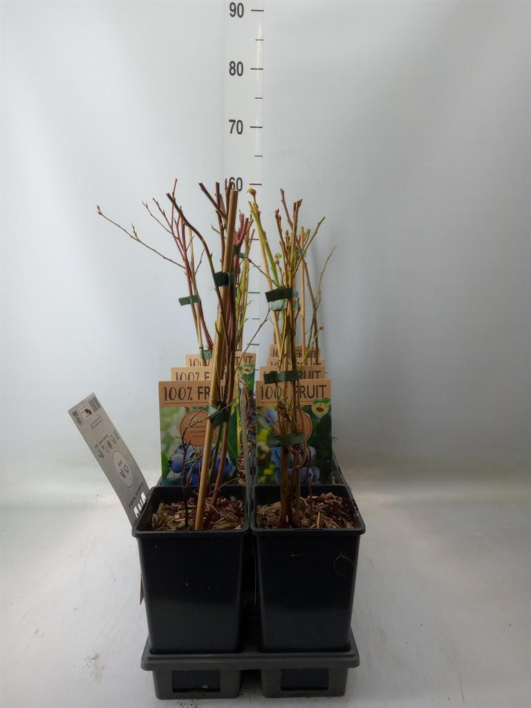 Горшечные цветы и растения оптом Vaccinium Corymbos. от 10шт из Голландии с доставкой по России