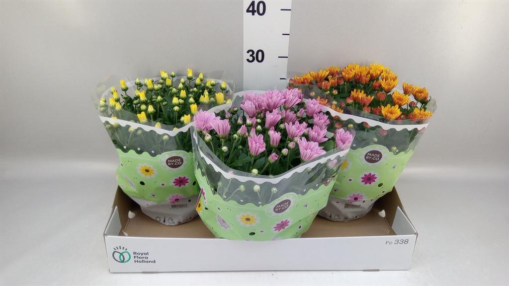 Горшечные цветы и растения оптом Chrysanthemum ..mix 5 от 3шт из Голландии с доставкой по России