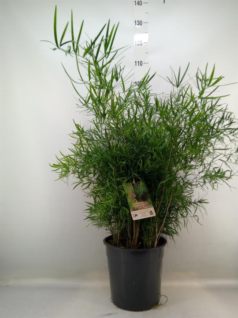 Горшечные цветы и растения оптом Asparagus Falcatus от 1шт из Голландии с доставкой по России