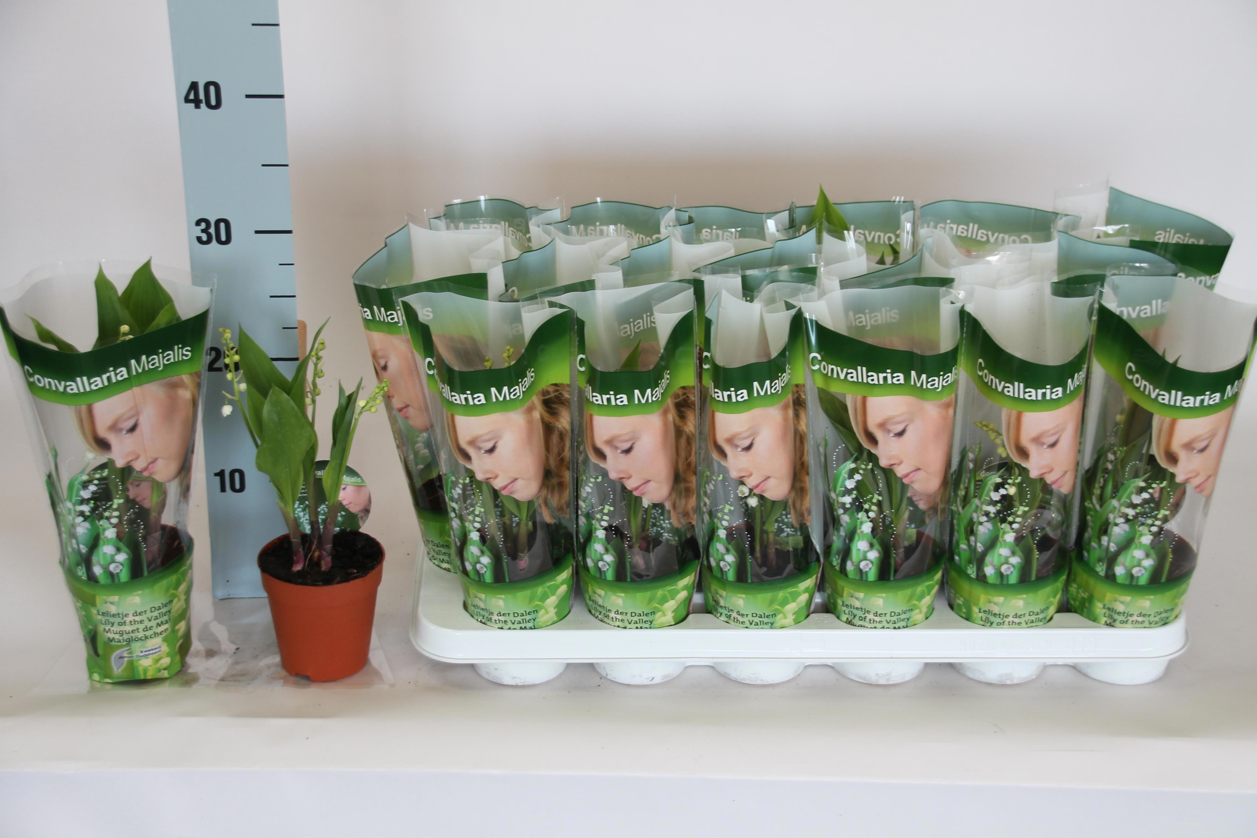 Горшечные цветы и растения оптом Convallaria Majalis от 18шт (для телеги) из Голландии с доставкой по России