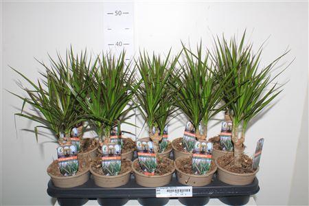 Горшечные цветы и растения оптом Dra Marginata 10cm 3+ от 10шт из Голландии с доставкой по России