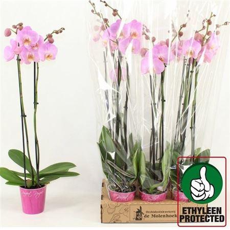 Горшечные цветы и растения оптом Phal Anthura Osaka 2 Branche 16+ от 6шт из Голландии с доставкой по России